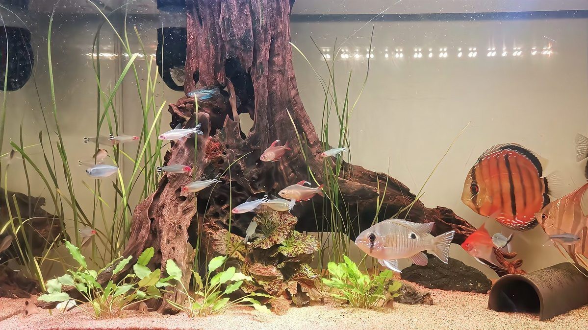 養龍魚的風水忌諱，養龍魚的風水禁忌