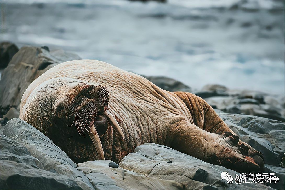 海象最害怕三個東西，海象最畏懼的三大威脅 海象最害怕三個東西，海象最畏懼的三大威脅 龍魚論壇 第10張