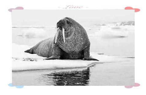 海象最害怕三個東西，海象最畏懼的三大威脅 海象最害怕三個東西，海象最畏懼的三大威脅 龍魚論壇 第8張
