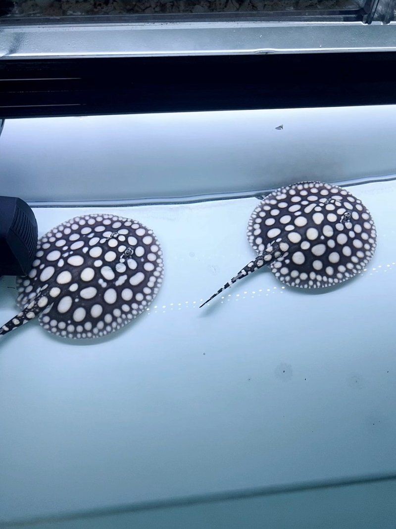 皇冠魟魚難不難養，皇冠魟魚的飼養要點