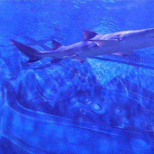 托克托水族店 托克托水族店 全國水族館企業名錄 第1張