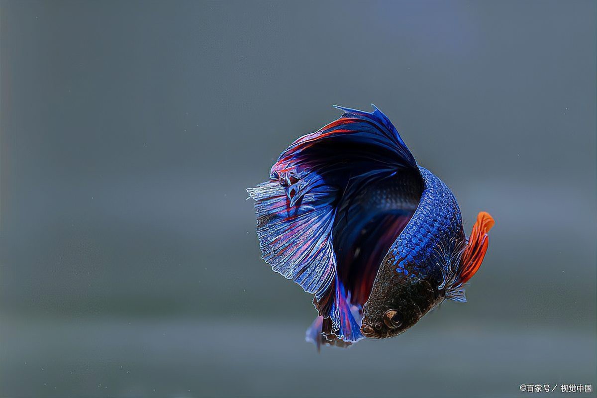 三間魚為什么容易死，三間魚養護經驗