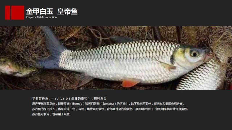 皇帝魚為什么叫皇帝魚，“皇帝魚”的由來(lái) 皇帝魚為什么叫皇帝魚，“皇帝魚”的由來(lái) 龍魚論壇 第5張