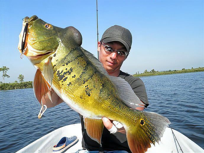 皇帝魚為什么叫皇帝魚，“皇帝魚”的由來(lái) 皇帝魚為什么叫皇帝魚，“皇帝魚”的由來(lái) 龍魚論壇 第9張