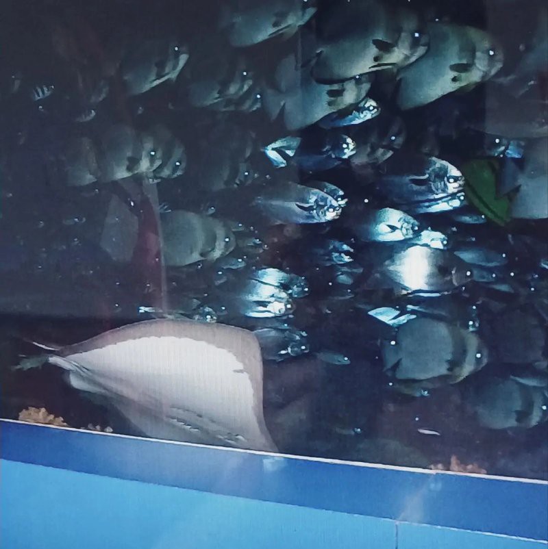 撫順縣水族店，撫順縣水族店聯系方式