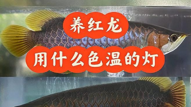 紅龍專用照明設(shè)備推薦，紅龍專用照明設(shè)備優(yōu)化其發(fā)色效果與生長環(huán)境