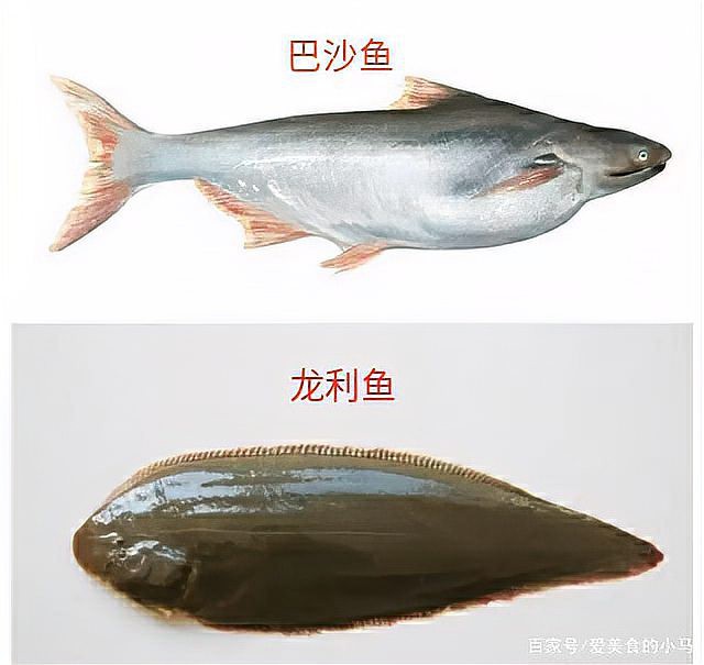 如何挑選新鮮的龍利魚？，如何挑選新鮮的龍利魚? 如何挑選新鮮的龍利魚？，如何挑選新鮮的龍利魚? 龍魚百科 第9張