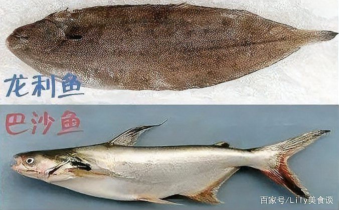 如何挑選新鮮的龍利魚？，如何挑選新鮮的龍利魚? 如何挑選新鮮的龍利魚？，如何挑選新鮮的龍利魚? 龍魚百科 第2張
