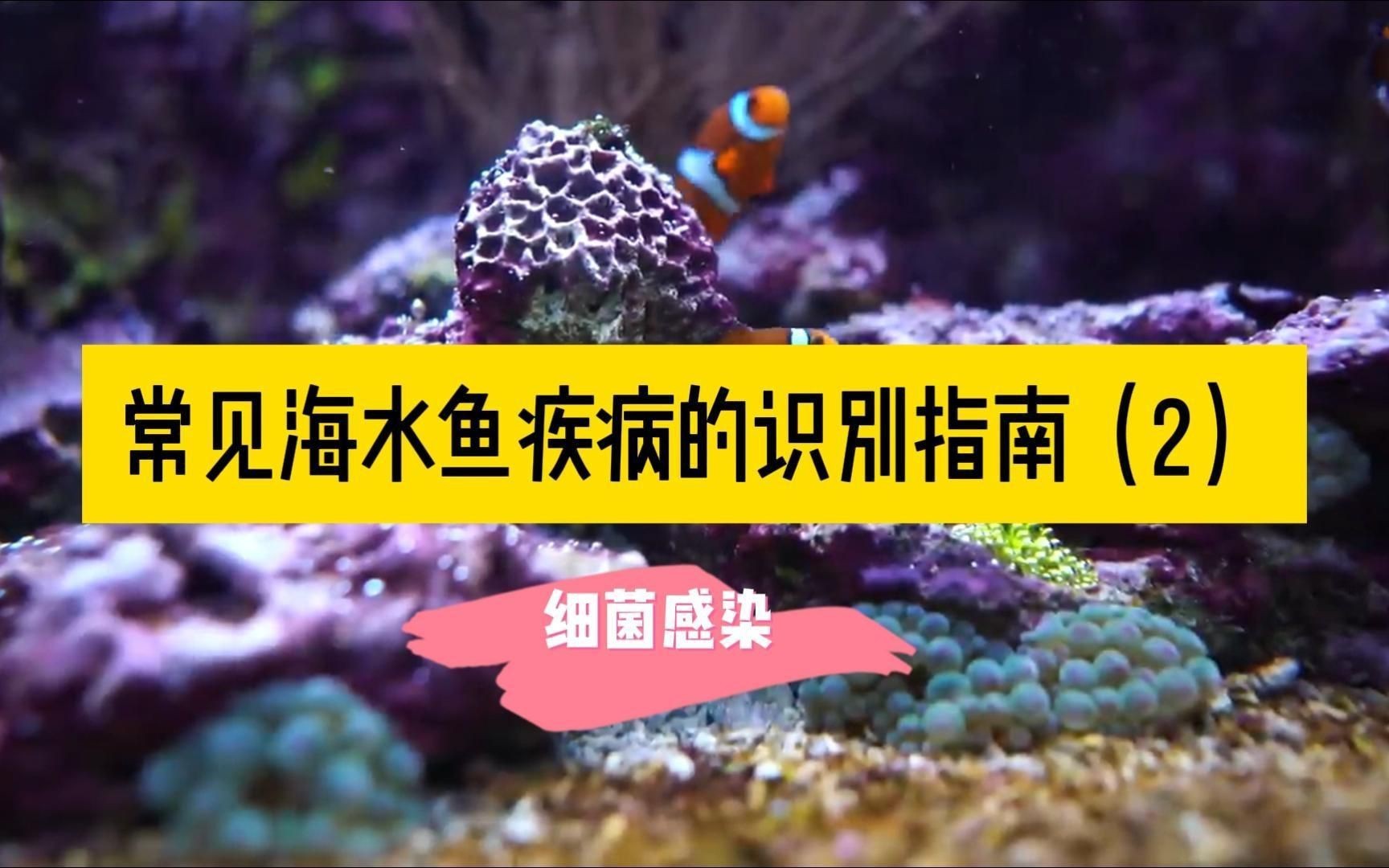 海水魚細菌感染的癥狀有哪些？，《海水魚細菌感染的癥狀》