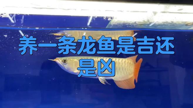 哪些品種的龍魚最招財？，哪些品種的龍魚最能招財旺生意加盟星龍魚獨家秘訣揭秘