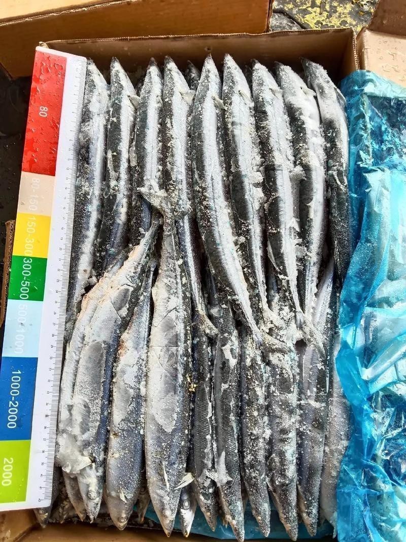 刀魚品種大全大圖，刀魚是什么魚