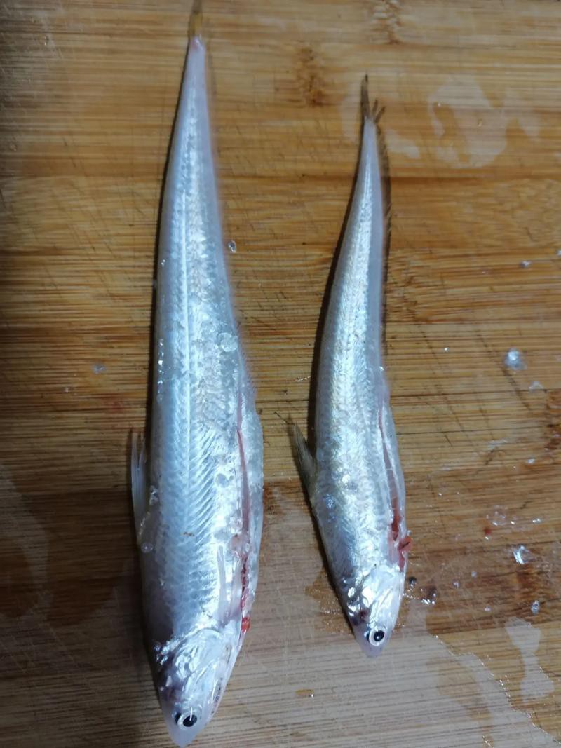 刀魚品種大全大圖，刀魚是什么魚