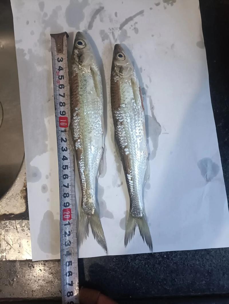刀魚品種大全大圖，刀魚是什么魚