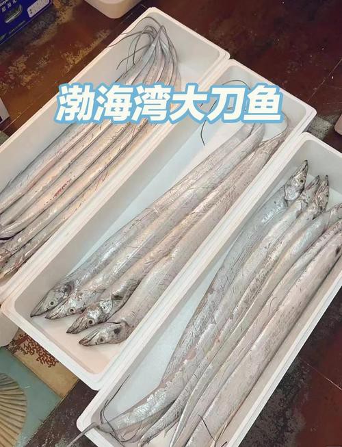 刀魚品種大全大圖，刀魚是什么魚