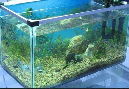 揚州魚缸批發市場，揚州魚缸批發市場發展現狀與趨勢分析