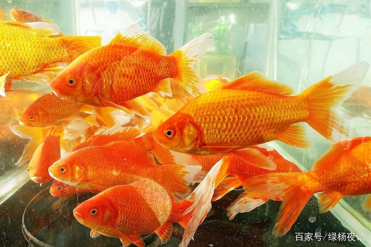 揚州魚缸批發市場，揚州魚缸批發市場發展現狀與趨勢分析
