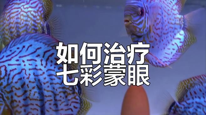 如何預(yù)防觀賞魚蒙眼病,如何預(yù)防觀賞魚蒙眼病,如何避免和治療方案 龍魚百科 第4張 如何預(yù)防觀賞魚蒙眼病,如何預(yù)防觀賞魚蒙眼病,如何避免和治療方案 如何預(yù)防觀賞魚蒙眼病,如何預(yù)防觀賞魚蒙眼病,如何避免和治療方案 龍魚百科 第4張