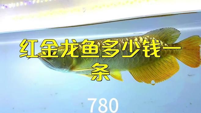 紅金龍魚多少錢一條，如何辨別紅金龍魚的品相