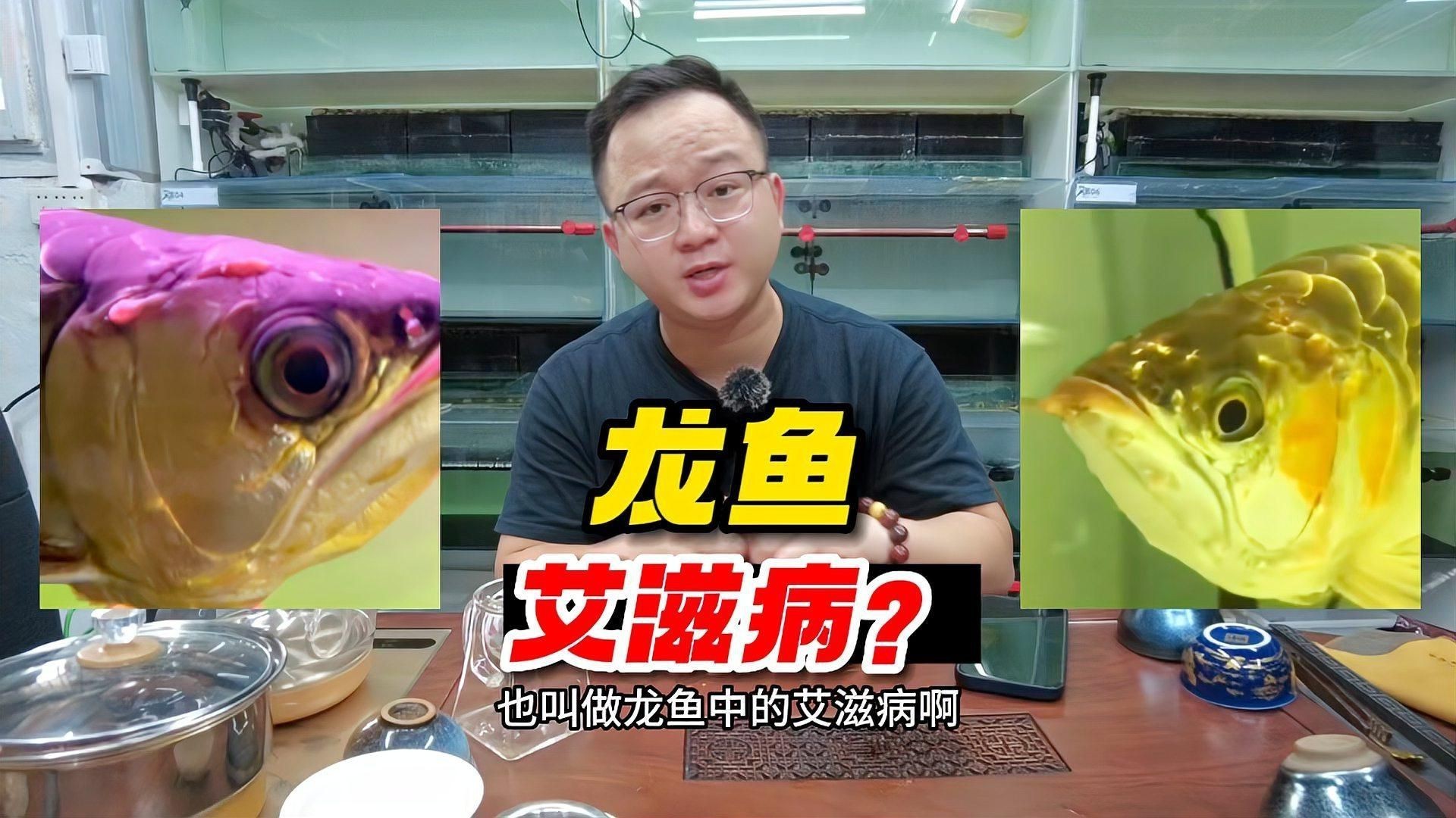 紅龍魚有哪些常見疾病？，紅龍魚寄生蟲侵襲后的二次感染、寄生蟲侵襲后的二次感染