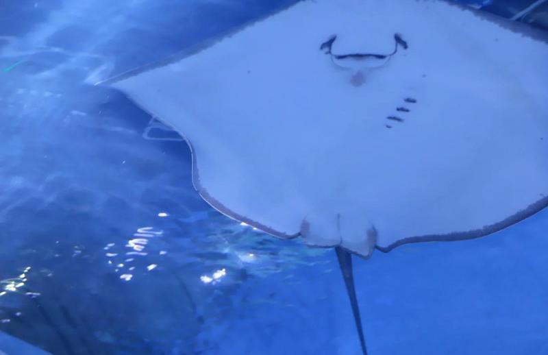沙市水族店，沙市水族館的開放時間是如何
