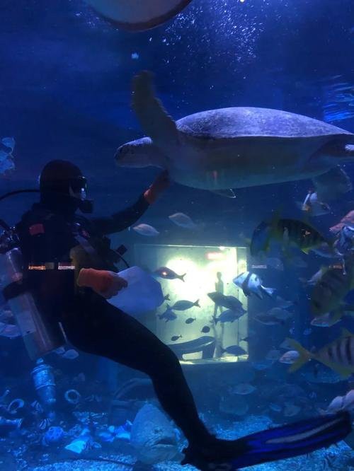 沙市水族店，沙市水族館的開放時間是如何