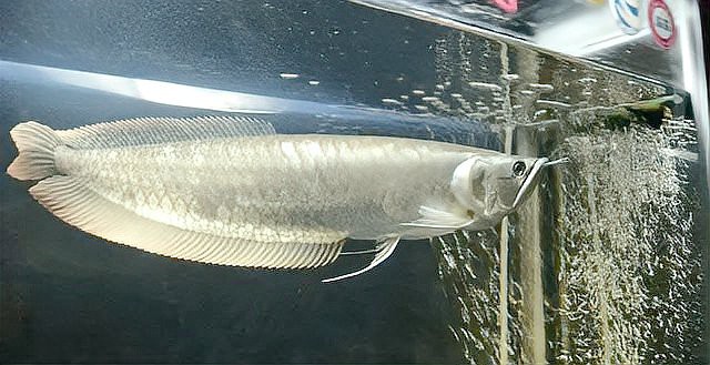 40公分銀龍魚價格多少錢一條，40公分銀龍魚的價格