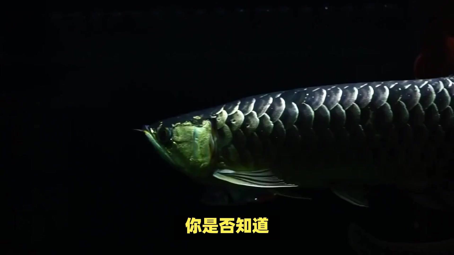如何區分過背金龍和紅龍？，《如何區分過背金龍和紅龍》在觀賞魚領域準確辨別過背金龍與紅龍
