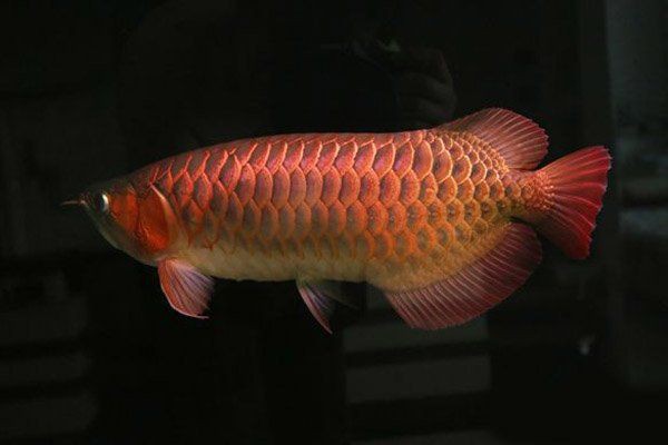 綠皮辣椒龍魚，36種金龍和紅龍微信公眾平臺都是龍,差別怎么那么大