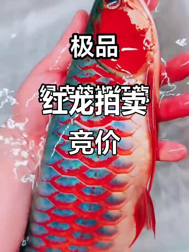 綠皮紅龍價格,9號綠皮紅龍到底啥樣的嗶哩嗶哩嗶哩嗶哩嗶哩紅龍鑒賞 龍魚百科 第2張 綠皮紅龍價格,9號綠皮紅龍到底啥樣的嗶哩嗶哩嗶哩嗶哩嗶哩紅龍鑒賞 綠皮紅龍價格,9號綠皮紅龍到底啥樣的嗶哩嗶哩嗶哩嗶哩嗶哩紅龍鑒賞 龍魚百科 第2張