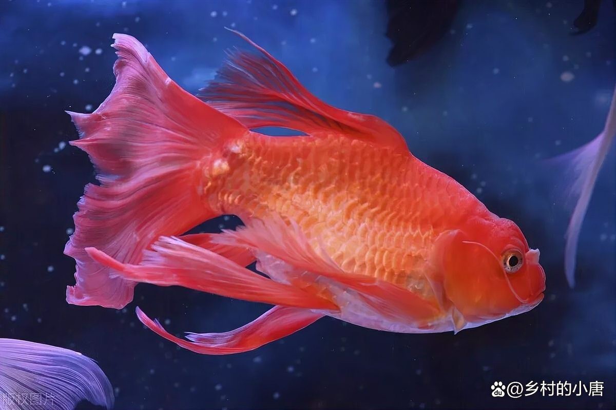 十大公認最好的錦鯉飼料，十大優質錦鯉飼料品牌深度測評：科學喂養成就水中瑰寶 十大公認最好的錦鯉飼料，十大優質錦鯉飼料品牌深度測評：科學喂養成就水中瑰寶 龍魚論壇 第3張