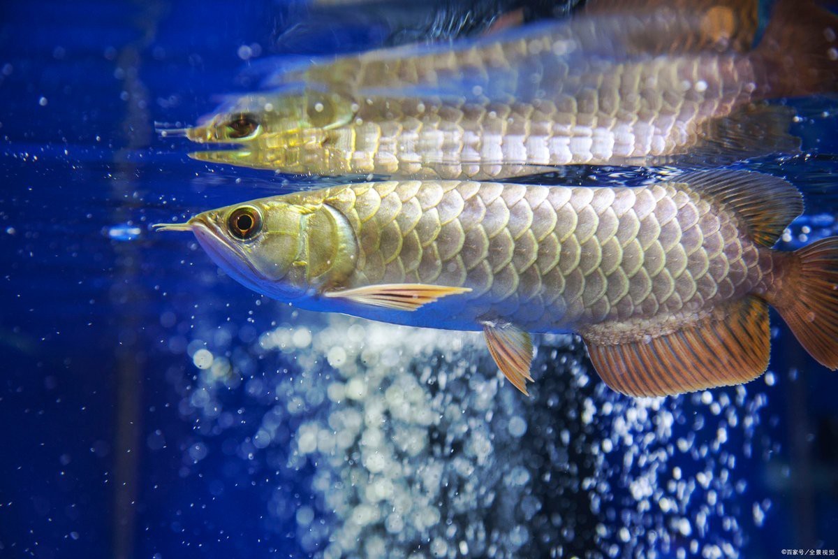 如何科學(xué)喂養(yǎng)金龍魚？，科學(xué)喂養(yǎng)金龍魚需綜合把控環(huán)境與飲食 如何科學(xué)喂養(yǎng)金龍魚？，科學(xué)喂養(yǎng)金龍魚需綜合把控環(huán)境與飲食 龍魚論壇 第4張