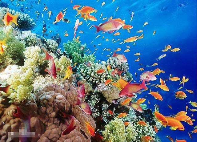 中國八大漁場排名,中國最著名的四大漁場,看看你知道幾個? 龍魚百科 第2張 中國八大漁場排名,中國最著名的四大漁場,看看你知道幾個? 中國八大漁場排名,中國最著名的四大漁場,看看你知道幾個? 龍魚百科 第2張
