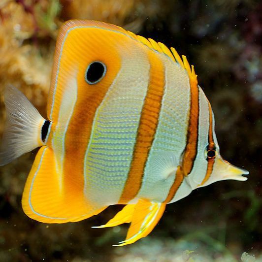 皇家火箭魚最害怕三個東西,皇家火箭魚三大致命威脅 龍魚論壇 第1張 皇家火箭魚最害怕三個東西,皇家火箭魚三大致命威脅 皇家火箭魚最害怕三個東西,皇家火箭魚三大致命威脅 龍魚論壇 第1張