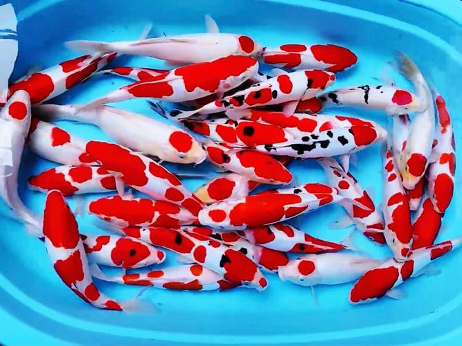 丹頂紅白錦鯉圖片，丹頂紅白錦鯉