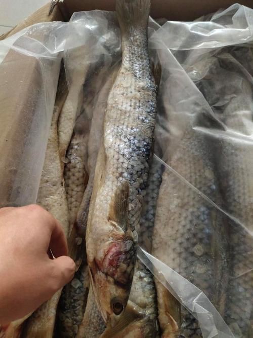 爛肉梭魚(yú)圖片，廣東沿海對(duì)海鰱展開(kāi)