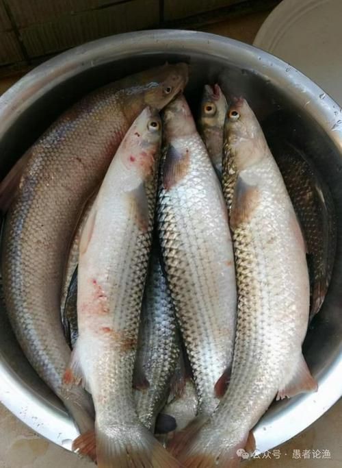爛肉梭魚(yú)圖片，廣東沿海對(duì)海鰱展開(kāi)