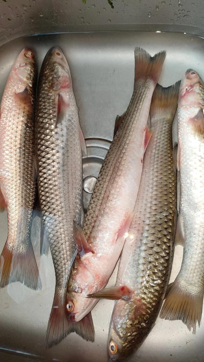 爛肉梭魚(yú)圖片，廣東沿海對(duì)海鰱展開(kāi)