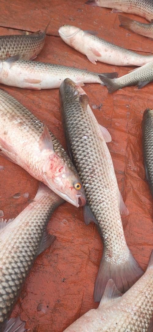 爛肉梭魚(yú)圖片，廣東沿海對(duì)海鰱展開(kāi)
