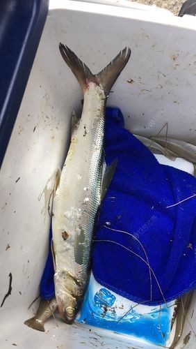 爛肉梭魚(yú)圖片，廣東沿海對(duì)海鰱展開(kāi)