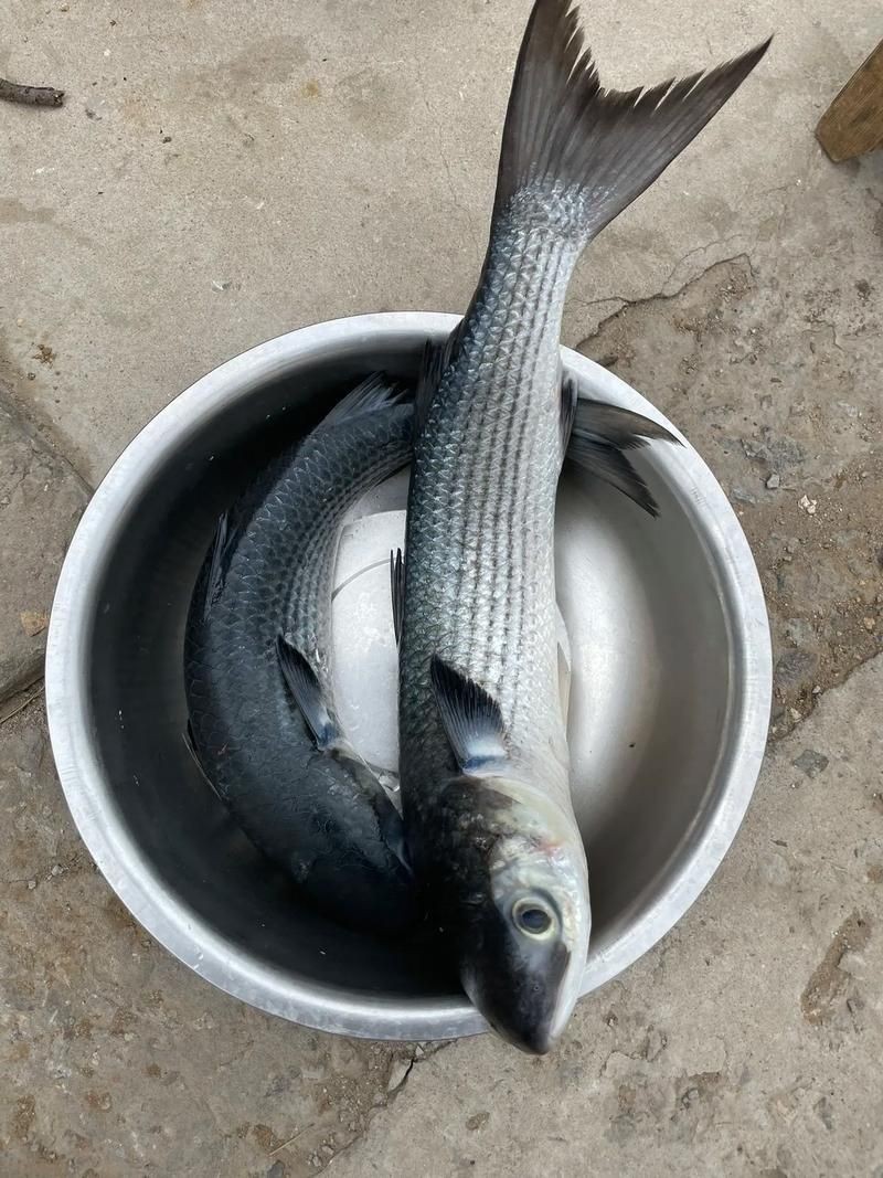 爛肉梭魚(yú)圖片，廣東沿海對(duì)海鰱展開(kāi)