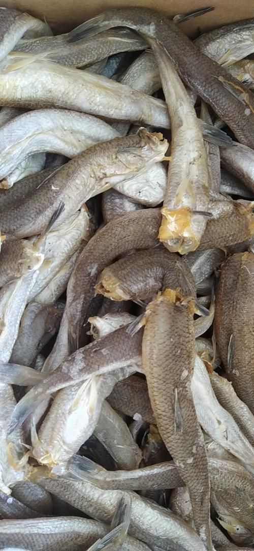 爛肉梭魚(yú)圖片，廣東沿海對(duì)海鰱展開(kāi)