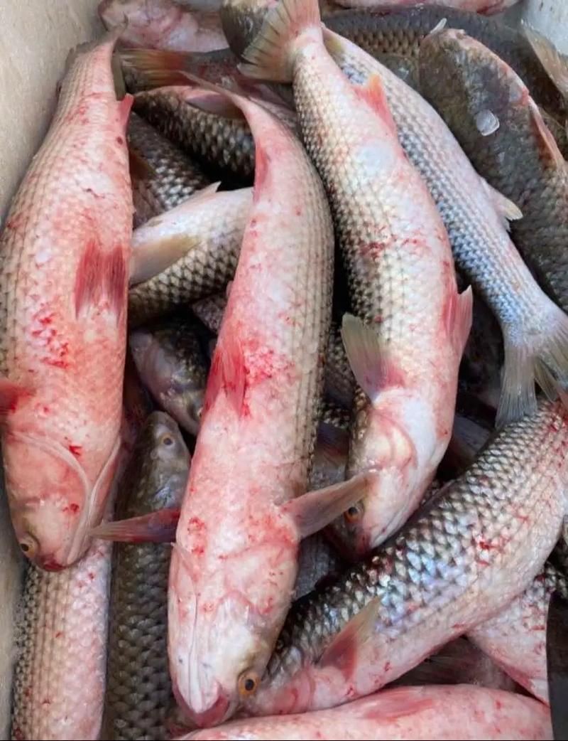 爛肉梭魚(yú)圖片，廣東沿海對(duì)海鰱展開(kāi)