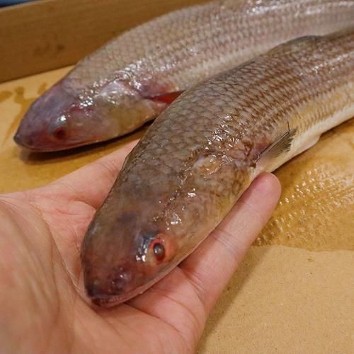 爛肉梭魚(yú)圖片，廣東沿海對(duì)海鰱展開(kāi)