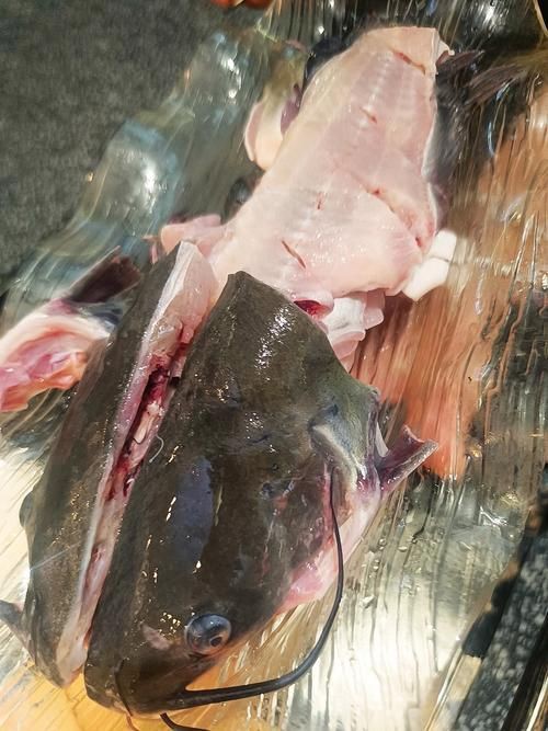 爛肉梭魚(yú)圖片，廣東沿海對(duì)海鰱展開(kāi)