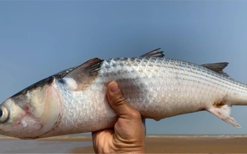 爛肉梭魚(yú)圖片，廣東沿海對(duì)海鰱展開(kāi)
