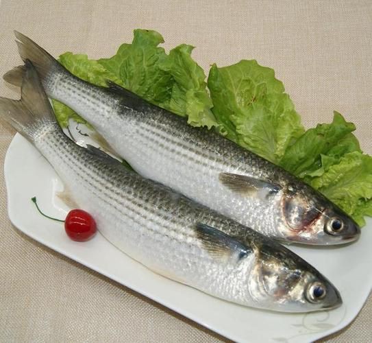 爛肉梭魚(yú)圖片，廣東沿海對(duì)海鰱展開(kāi)