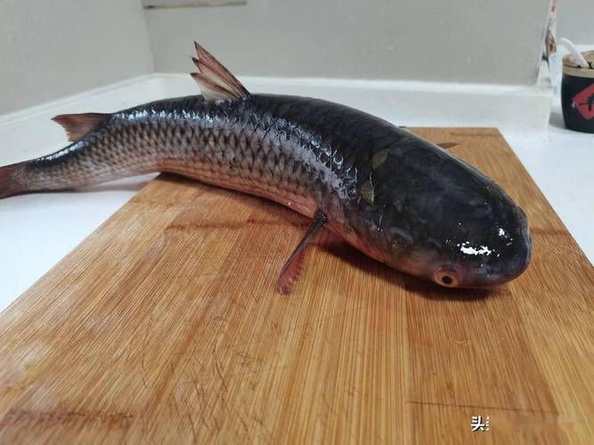 爛肉梭魚(yú)圖片，廣東沿海對(duì)海鰱展開(kāi)