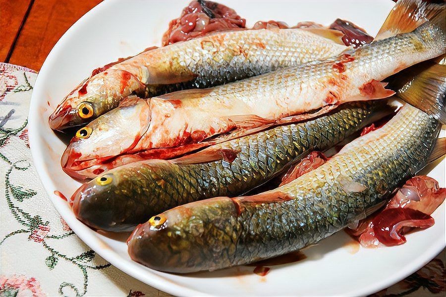 爛肉梭魚(yú)圖片，廣東沿海對(duì)海鰱展開(kāi)