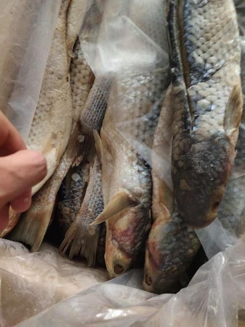 爛肉梭魚(yú)圖片，廣東沿海對(duì)海鰱展開(kāi)