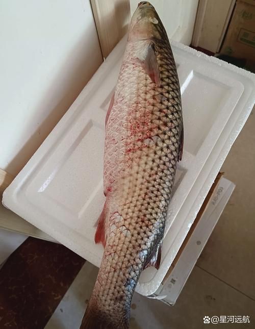 爛肉梭魚(yú)圖片，廣東沿海對(duì)海鰱展開(kāi)